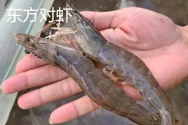 东方对虾的产地范围,东方对虾的产地主产于哪些海域插图3 东方对虾的产地范围,东方对虾的产地主产于哪些海域插图3