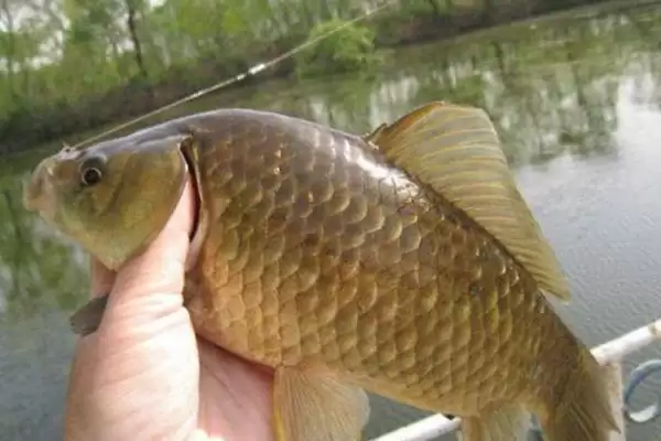 钓鲫鱼的最佳时间分析,钓鲫鱼什么时间最好受季节影响吗插图2 钓鲫鱼的最佳时间分析,钓鲫鱼什么时间最好受季节影响吗插图2