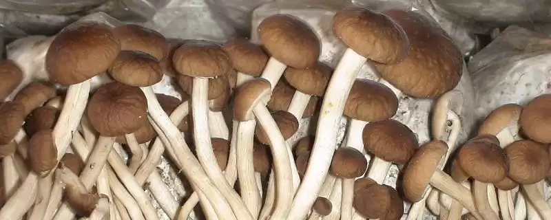 茶树菇有哪些常见的病虫害呢,茶树菇的常见病虫害插图 茶树菇有哪些常见的病虫害呢,茶树菇的常见病虫害插图