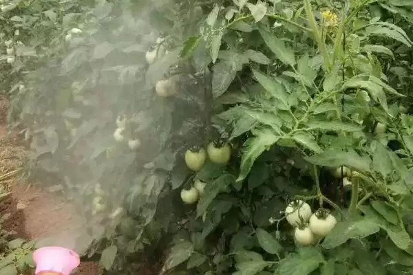 番茄定植黄头解决,番茄定植就黄头应如何进行解决插图3 番茄定植黄头解决,番茄定植就黄头应如何进行解决插图3