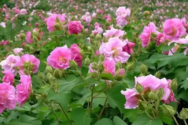 成都的市花是什么及相关情况呢,成都的市花插图2 成都的市花是什么及相关情况呢,成都的市花插图2