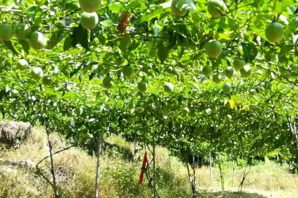百香果广泛种植地,百香果在哪些热带亚热带地区广植插图6
