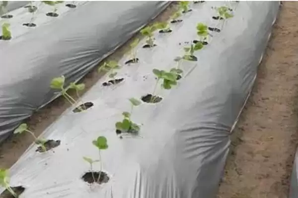 大棚地膜覆盖存在哪些误区呢,大棚地膜覆盖误区插图9 大棚地膜覆盖存在哪些误区呢,大棚地膜覆盖误区插图9