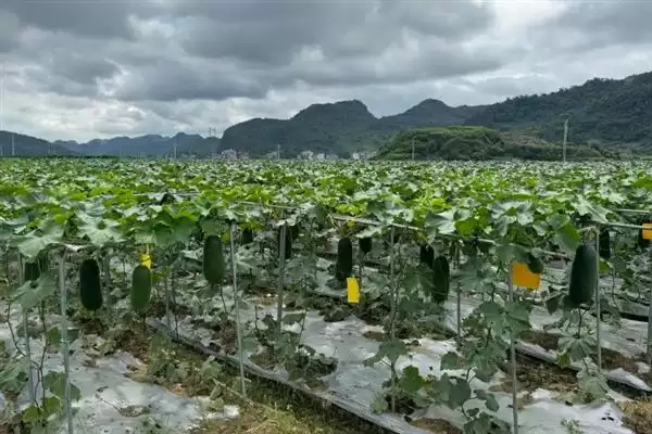 冬瓜的春季种植时间,冬瓜的种植时间春季在何时左右插图1 冬瓜的春季种植时间,冬瓜的种植时间春季在何时左右插图1