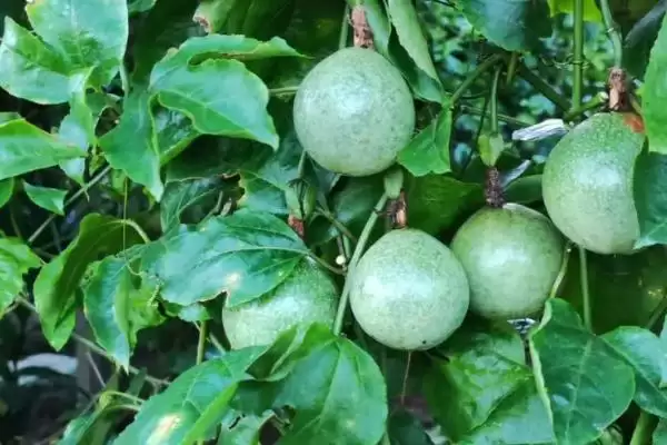 百香果的属性,百香果属于热性还是凉性水果插图1 百香果的属性,百香果属于热性还是凉性水果插图1