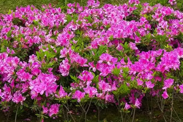 杜鹃花的开放时间,杜鹃花何时开放受什么因素影响插图5 杜鹃花的开放时间,杜鹃花何时开放受什么因素影响插图5