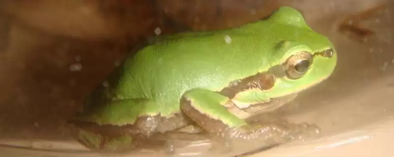 宠物青蛙的食物有哪些和种类呢,宠物青蛙的食物-会东网