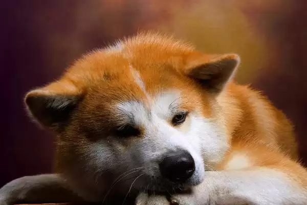 宠物腹泻有哪些症状和表现呢,宠物腹泻的症状插图3