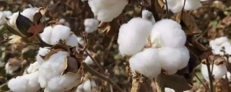 江淮江汉平原南疆棉区等适合棉花种植区域解-会东网
