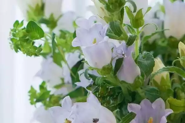 风铃草植物简介,风铃草有着怎样的花朵特征简介插图2