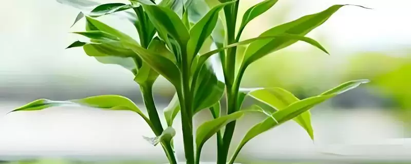 冬天水培富贵竹的方法,冬天怎么水培富贵竹及光照要求插图 冬天水培富贵竹的方法,冬天怎么水培富贵竹及光照要求插图