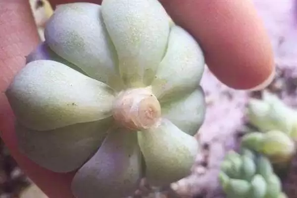 多肉砍头的适宜时间,多肉在什么时候砍头比较适宜合适插图1