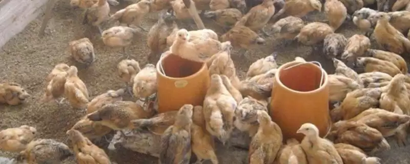 雏鸡采食量低的原因及解决办法,雏鸡采食量低的原因及解决办法插图 雏鸡采食量低的原因及解决办法,雏鸡采食量低的原因及解决办法插图