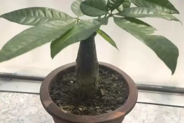 发财树的盆栽方法,发财树的盆栽方法在春秋有何要求插图3 发财树的盆栽方法,发财树的盆栽方法在春秋有何要求插图3