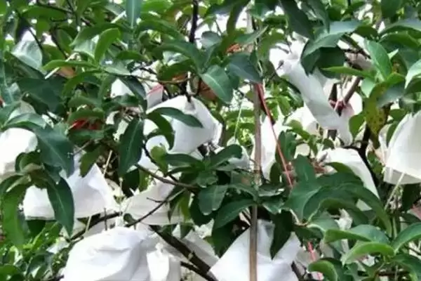 莲雾在什么时期进行套袋及为何生理落果后套?插图2 莲雾在什么时期进行套袋及为何生理落果后套?插图2