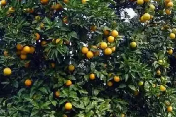橙子树的种植管理有哪些注意事,橙子树的种植管理注意事项插图2 橙子树的种植管理有哪些注意事,橙子树的种植管理注意事项插图2