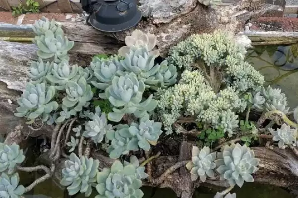 多肉植物喷水优缺点,多肉植物喷水具有哪些优点和缺点插图2 多肉植物喷水优缺点,多肉植物喷水具有哪些优点和缺点插图2