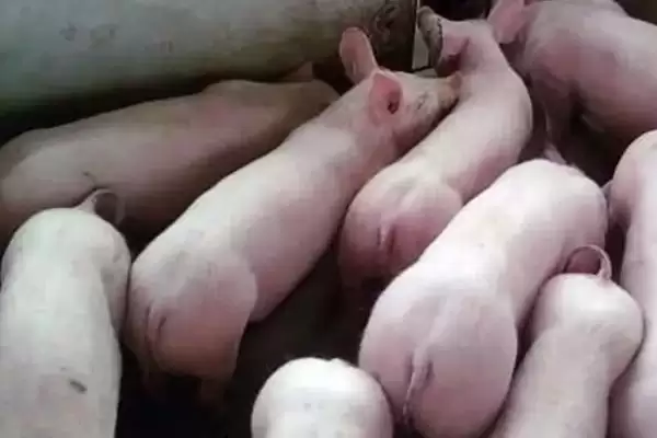 大白猪品种有哪些情况的介绍,大白猪品种介绍插图2 大白猪品种有哪些情况的介绍,大白猪品种介绍插图2