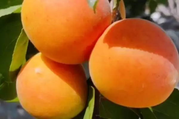 帝王杏品种的特点介绍,帝王杏品种属于怎样的早熟品种插图2