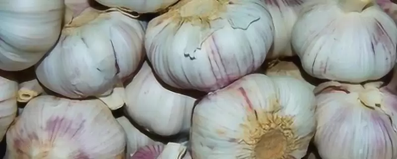 大蒜叶子发黄的原因是什么,大蒜叶子发黄插图 大蒜叶子发黄的原因是什么,大蒜叶子发黄插图