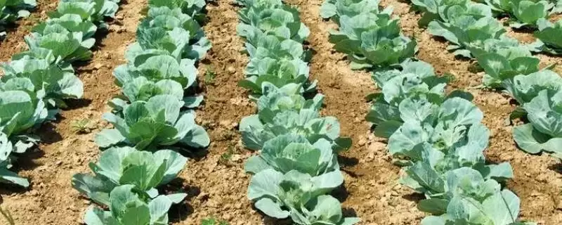 大白菜后期如何进行浇水管理呢,大白菜的后期浇水管理插图 大白菜后期如何进行浇水管理呢,大白菜的后期浇水管理插图