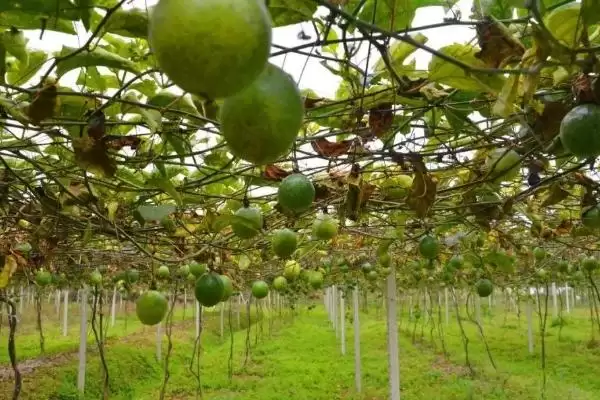 百香果广泛种植地,百香果在哪些热带亚热带地区广植插图4