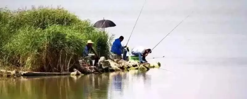 初夏钓鱼有哪些技巧和方法呢,初夏钓鱼技巧插图 初夏钓鱼有哪些技巧和方法呢,初夏钓鱼技巧插图