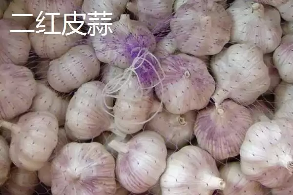 大蒜有哪些品种及如何选择,大蒜品种介绍插图3 大蒜有哪些品种及如何选择,大蒜品种介绍插图3