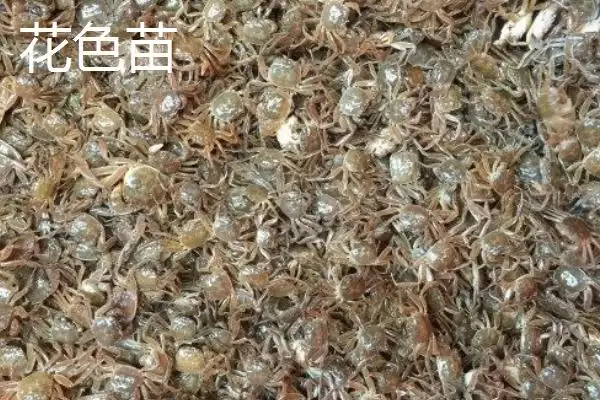 大闸蟹的劣质蟹苗种类,大闸蟹劣质蟹苗有哪些具体的种类插图3
