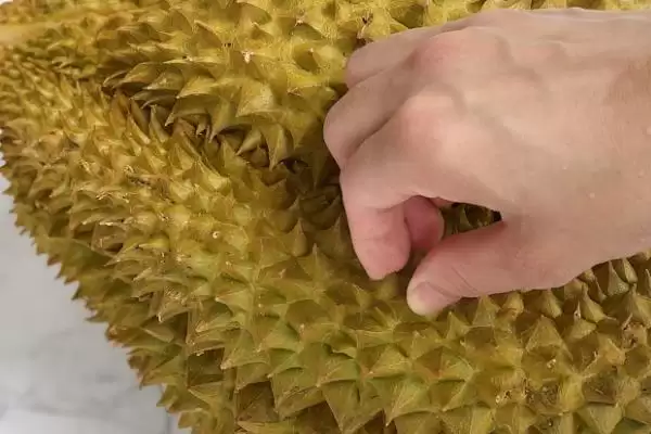 打开榴莲发现肉没熟怎么处理呢,打开榴莲发现肉没熟如何处理插图4 打开榴莲发现肉没熟怎么处理呢,打开榴莲发现肉没熟如何处理插图4
