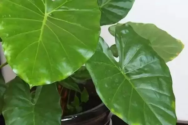 滴水观音冬天的养殖方法,滴水观音冬天怎么进行养殖管理插图1 滴水观音冬天的养殖方法,滴水观音冬天怎么进行养殖管理插图1