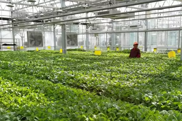 如何避免大棚蔬菜出现弱光症,大棚蔬菜弱光症的避免措施插图3 如何避免大棚蔬菜出现弱光症,大棚蔬菜弱光症的避免措施插图3