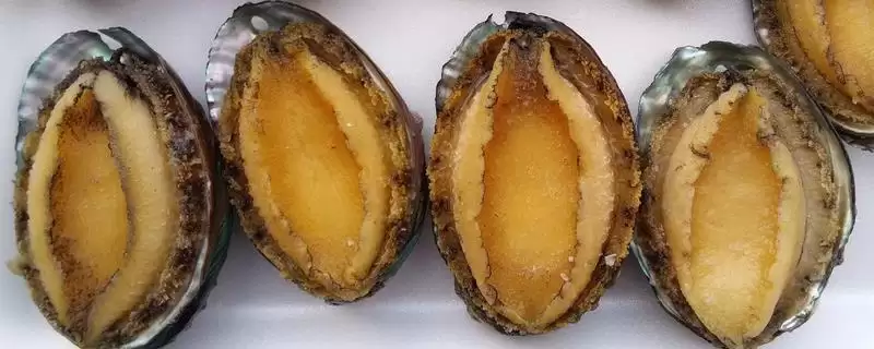 鲍鱼是不是属于软体动物呢,鲍鱼是软体动物吗-会东网
