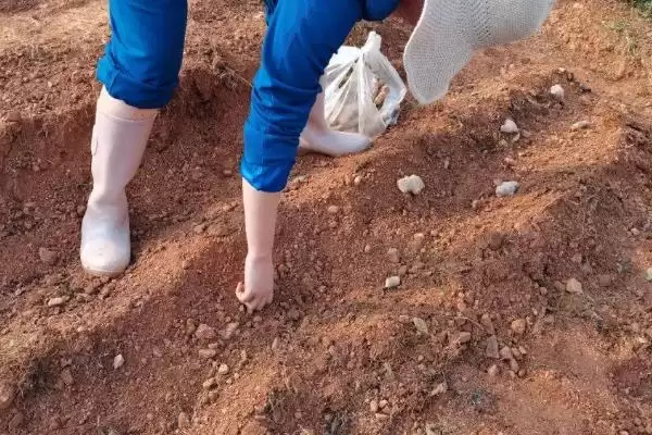 蚕豆的种植时间在什么时候呢,蚕豆的种植时间插图3 蚕豆的种植时间在什么时候呢,蚕豆的种植时间插图3