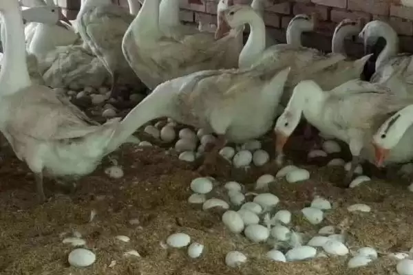 鹅产蛋的持续时间,鹅产蛋一般可以持续多长时间插图1 鹅产蛋的持续时间,鹅产蛋一般可以持续多长时间插图1