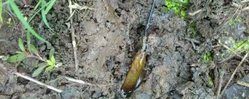 钓黄鳝用猪肝的可行性,钓黄鳝用猪肝作为饵料可以吗插图 钓黄鳝用猪肝的可行性,钓黄鳝用猪肝作为饵料可以吗插图