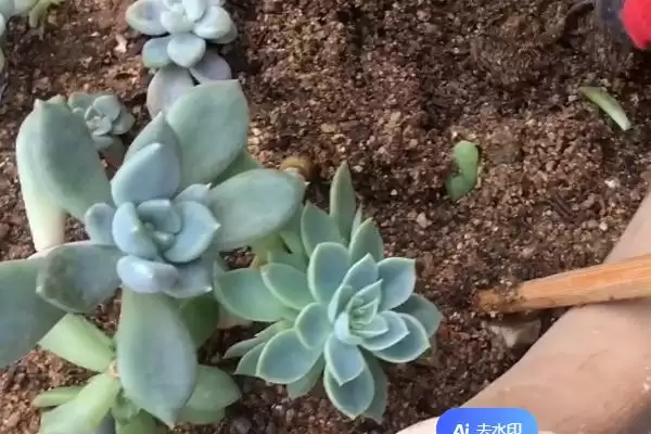 多肉换盆的方式时间,多肉换盆方式在何时进行比较适宜插图1 多肉换盆的方式时间,多肉换盆方式在何时进行比较适宜插图1