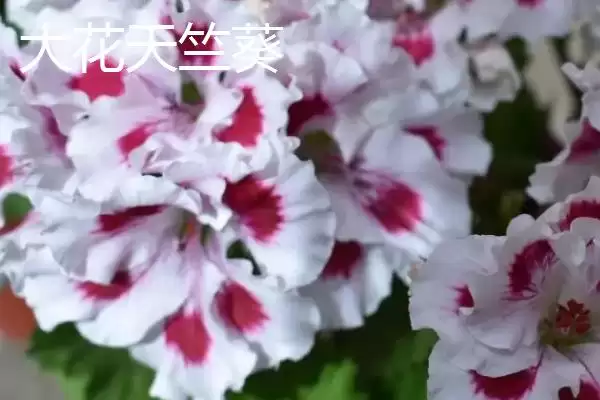 常见的天竺葵有哪些品种呢,常见的天竺葵品种插图4 常见的天竺葵有哪些品种呢,常见的天竺葵品种插图4