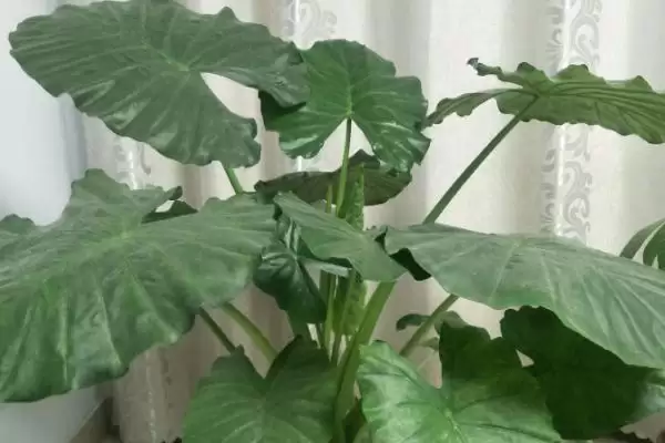 滴水观音花的毒性情况,滴水观音的花有没有毒性方面的问题插图2