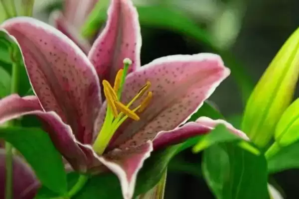 百合花的寓意,百合花具有哪些寓意象征插图1