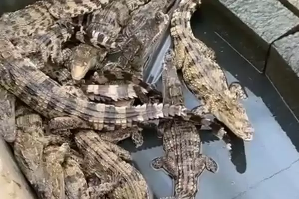 宠物鳄鱼的养殖方法和要点是啥,宠物鳄鱼的养殖方法插图4 宠物鳄鱼的养殖方法和要点是啥,宠物鳄鱼的养殖方法插图4