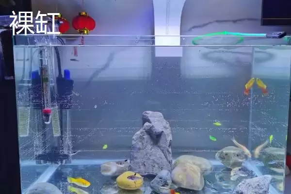 成品鱼缸与裸缸相比有何优缺点,成品鱼缸与裸缸对比插图2 成品鱼缸与裸缸相比有何优缺点,成品鱼缸与裸缸对比插图2