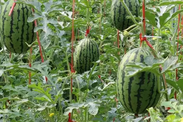 吊西瓜的种植技术要点,吊西瓜的种植技术多采用什么方法插图1 吊西瓜的种植技术要点,吊西瓜的种植技术多采用什么方法插图1