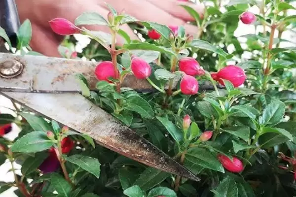 倒挂金钟的水培方法步骤,倒挂金钟如何进行水培的操作插图5 倒挂金钟的水培方法步骤,倒挂金钟如何进行水培的操作插图5