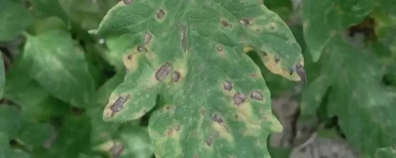 番茄灰叶斑病症状,番茄灰叶斑病的症状有哪些表现插图 番茄灰叶斑病症状,番茄灰叶斑病的症状有哪些表现插图