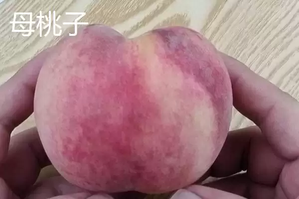 常见的桃子品种有哪些和特点呢,常见的桃子品种插图13 常见的桃子品种有哪些和特点呢,常见的桃子品种插图13