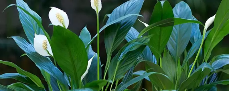 白掌的分株时间,白掌在什么时候分株比较好插图 白掌的分株时间,白掌在什么时候分株比较好插图