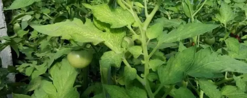 番茄定植黄头解决,番茄定植就黄头应如何进行解决插图 番茄定植黄头解决,番茄定植就黄头应如何进行解决插图