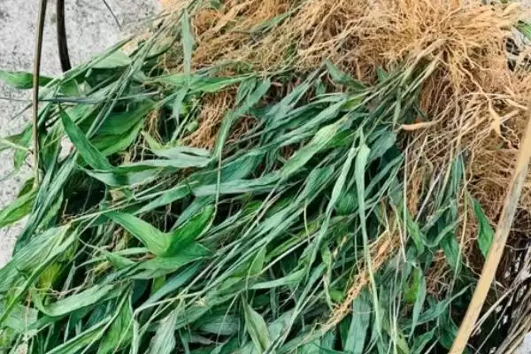 常见的野菜有哪些种类和名称呢,常见的野菜插图5 常见的野菜有哪些种类和名称呢,常见的野菜插图5