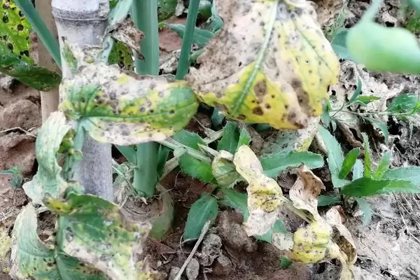菜心有哪些病虫害防治措施呢,菜心有哪些病虫害防治措施插图3 菜心有哪些病虫害防治措施呢,菜心有哪些病虫害防治措施插图3